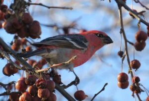 Male Pine Grosbeak. Photo by Pamela Hunt.