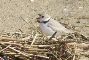 Piping Plover. Photo Credit: Pamela Hunt