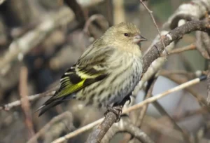 Pine Siskin. Photo Credit: Pamela Hunt