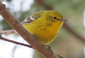 Male Pine Warbler. Photo Credit: Pamela Hunt