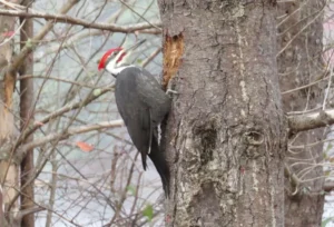 Male Pileated Woodpecker. Photo credit: Pamela Hunt,Female Pileated Woodpecker at feeding hole. Photo credit: Pamela Hunt,,