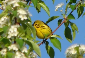 Male Prairie Warbler. Photo Credit: Pamela Hunt