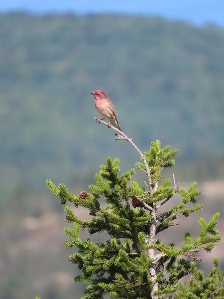 Populations of the Purple Finch (our state bird) have declined by over 80% since the 1960s. Photo credit: Rebecca Suomala