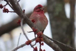 Male Purple Finch. Photo credit: Pamela Hunt,Female Purple Finch. Photo credit: Pamela Hunt,,