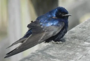 Male Purple Martin. Photo Credit: Pamela Hunt