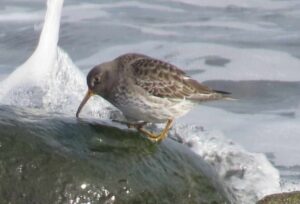 Purple Sandpiper in winter plumage. Photo by Pamela Hunt.