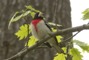 Male Rose-breasted Grosbeak. Photo Credit: Pamela Hunt