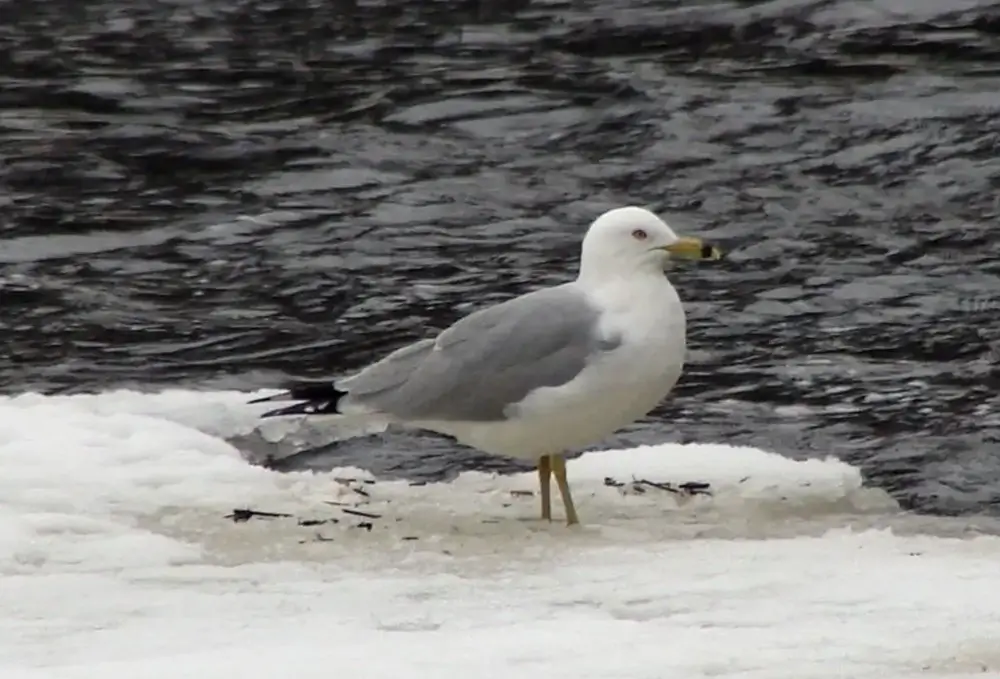 Adult Ring-billed Gull. Photo Credit: Pamela Hunt