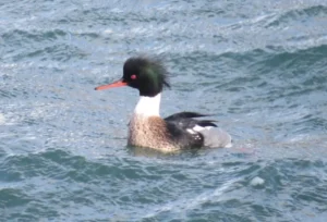 Male Red-breasted Merganser. Photo credit: Pamela Hunt,Female Red-breasted Merganser. Photo credit: Pamela Hunt,,