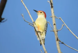 Male Red-bellied Woodpecker. Photo credit: Pamela Hunt,Female Red-bellied Woodpecker. Photo credit: Pamela Hunt,,