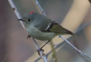 Male Ruby-crowned Kinglet. Photo Credit: Pamela Hunt