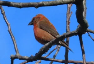 Male Red Crossbill. Photo Credit: Pamela Hunt