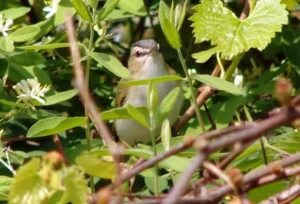 Red-eyed Vireo. Photo Credit: Pamela Hunt