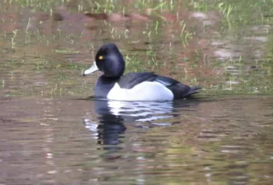 Male Ring-necked Duck. Photo credit: Pamela Hunt,,,