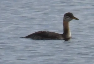 Immature Red-necked Grebe. Photo credit: Pamela Hunt,,,