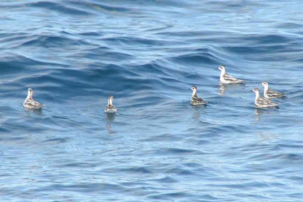 Flock of Red-necked Phalaropes offshore New Hampshire in the fall. Photo by Pamela Hunt.