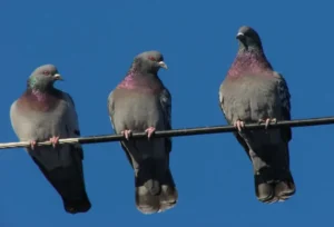 Rock Pigeon. Photo credit: Pamela Hunt,Rock Pigeon on its nest. Photo credit: Pamela Hunt,,