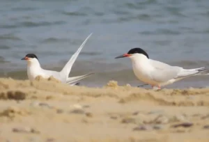 Adult Roseate Terns. Photo Credit: Pamela Hunt