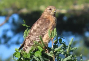 Adult Red-shouldered Hawk. Photo credit: Pamela Hunt,Immature Red-shouldered Hawk in flight. Photo credit: Pamela Hunt,,