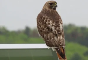 Adult Red-tailed Hawk. Photo credit: Pamela Hunt,Adult Red-tailed Hawk in flight. Photo credit: Pamela Hunt,Immature Red-tailed Hawk. Photo credit: Pamela Hunt,