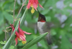 Male Ruby-throated Hummingbird. Photo credit: Pamela Hunt,Immature Ruby-throated Hummingbird. Photo credit: Pamela Hunt,,