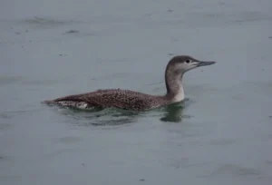 Immature Red-throated Loon. Photo credit: Pamela Hunt,Adult Red-throated Loon. Photo credit: Pamela Hunt,,