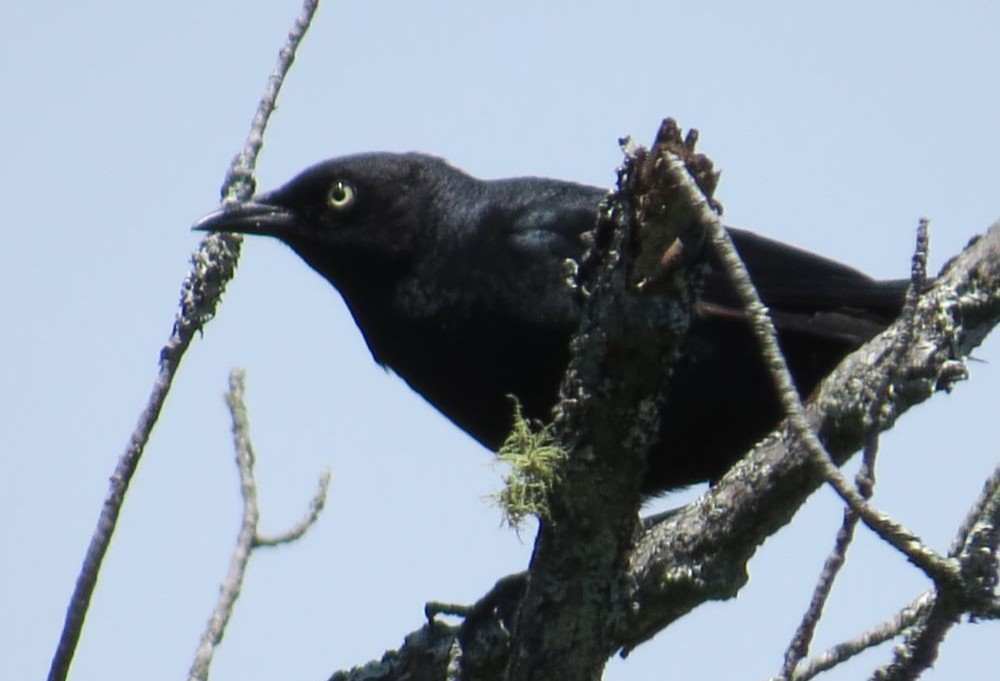 Male Rusty Blackbird in breeding plumage. Photo by Pamela Hunt.