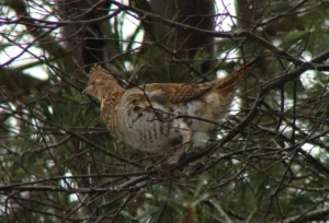 Ruffed Grouse. Photo credit: Pamela Hunt,,,