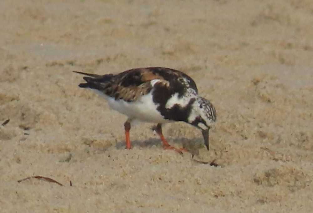 Ruddy Turnstone in breeding plumage. Photo by Pamela Hunt.