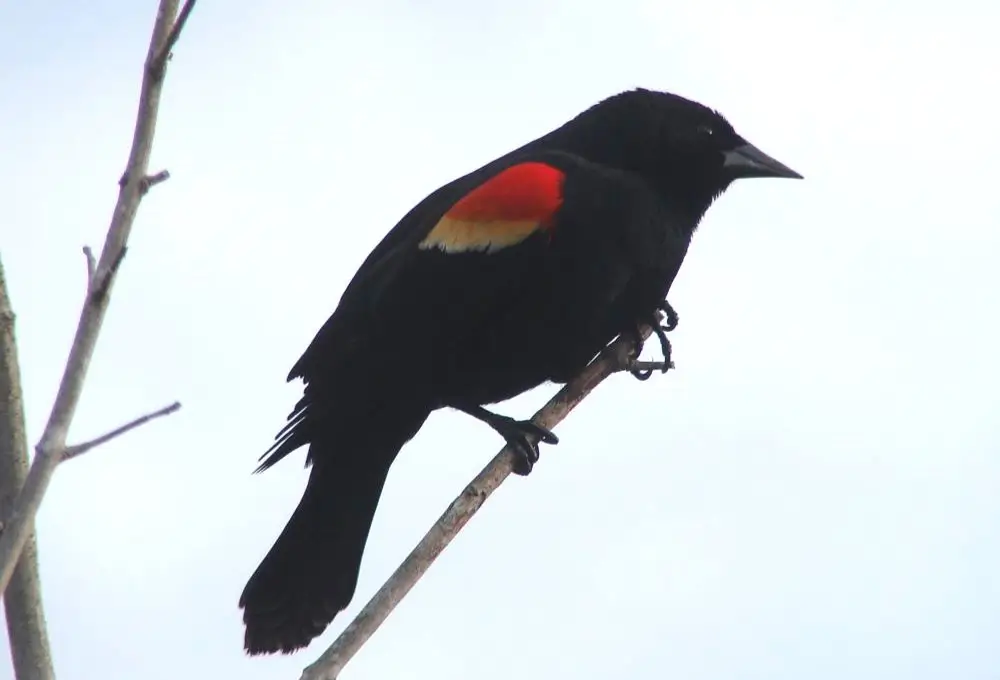 Male Red-winged Blackbird. Photo Credit: Pamela Hunt