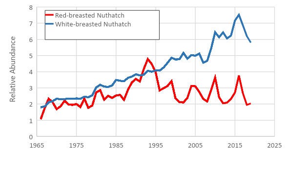 Nuthatch population trends illustrate the difference between long-term and short-term changes. White-breasted Nuthatches have been gradually increasing for over 50 years. Over that same period, Red-breasted Nuthatches may have increased slightly, but far more obvious are the often dramatic ups and downs that are usually due to changes in food supply. Even though the two species are similar ecologically, their populations are clearly responding to different environmental factors.