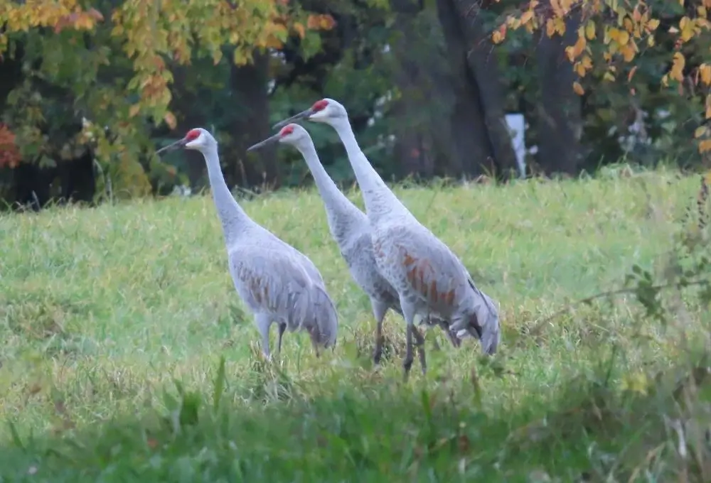 Pair of Sandhill Cranes with grown young. Photo credit: Pamela Hunt,,,