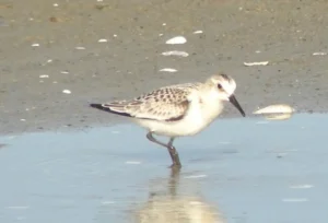 Sanderling in winter plumage. Photo Credit: Pamela Hunt