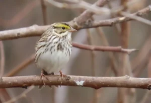 Savannah Sparrow. Photo Credit: Pamela Hunt