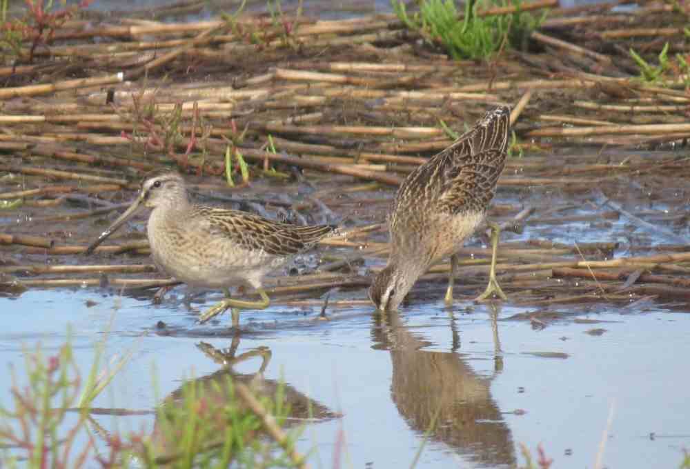 Short-billed Dowitchers. Photo by Pamela Hunt.