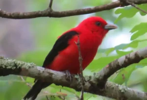 Male Scarlet Tanager. Photo credit: Pamela Hunt,Fall plumage Scarlet Tanager. Photo credit: Pamela Hunt,Male Scarlet Tanager molting into non-breeding plumage. Photo credit: Pamela Hunt,