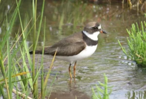 Adult Semipalmated Plover. Photo Credit: Pamela Hunt