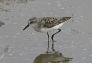 Semipalmated Sandpiper. Photo Credit: Pamela Hunt