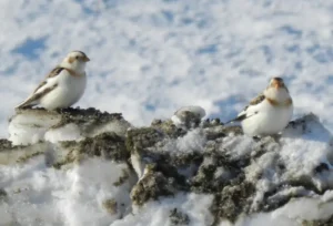 Snow Bunting. Photo Credit: Pamela Hunt