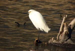 Snowy Egret. Photo credit: Pamela Hunt,,,