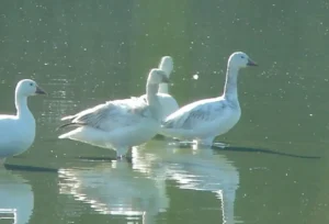 Snow Goose. Photo credit: Pamela Hunt,Immature blue morph Snow Goose. Photo credit: Pamela Hunt,Snow Geese overhead in flight. Photo credit: Pamela Hunt,