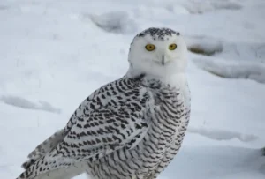 Snowy Owl. Photo credit: Pamela Hunt,,,