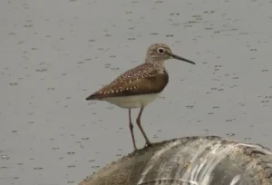 Solitary Sandpiper. Photo Credit: Pamela Hunt