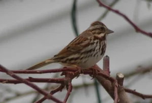 Song Sparrow. Photo Credit: Pamela Hunt