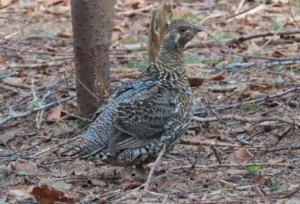 Female Spruce Grouse. Photo credit: Pamela Hunt,,,