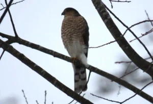 Adult Sharp-shinned Hawk. Photo credit: Pamela Hunt,,,