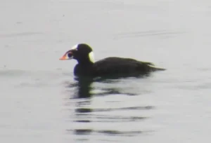 Male Surf Scoter. Photo credit: Pamela Hunt,,,