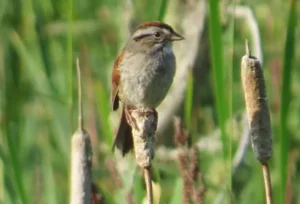 Adult Swamp Sparrow. Photo Credit: Pamela Hunt