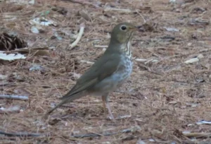 Swainson’s Thrush. Photo Credit: Pamela Hunt