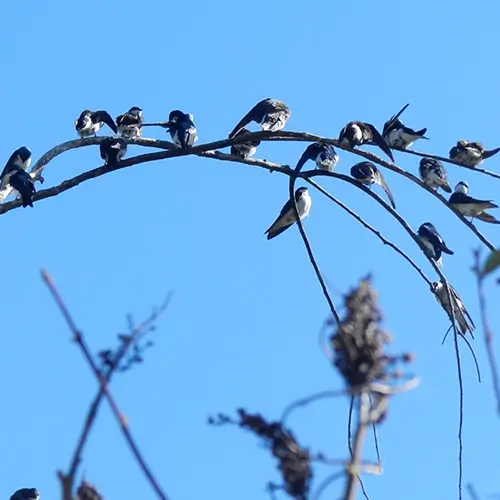 Aerial insectivore image of a group group of small birds perched on a branch